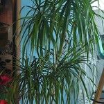 Dracaena reflexa पत्ता