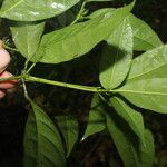 Peltostigma guatemalense Leaf