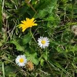 Bellis sylvestrisLorea