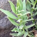 Nolana rupicola Leaf