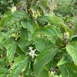 Cornus sanguineaFolha