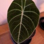 Alocasia reginula पत्ता