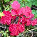 Geranium purpureumFolha