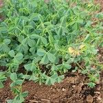 Crotalaria incana Folha