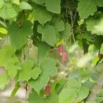 Clematis alternata Hábito