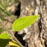 Helianthus hirsutus 葉