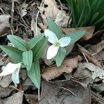 Trillium nivale ശീലം