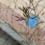 Epilobium brachycarpum Bloem