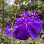 Tibouchina urvilleana Flower