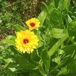 Calendula officinalisÇiçek