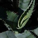 Agave gypsophila Hoja