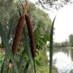 Typha latifolia 花