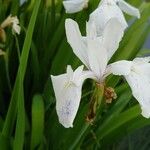 Iris laevigata Цветок