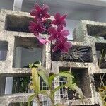 Dendrobium victoriae-reginae ফুল
