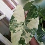 Alocasia macrorrhizos Leaf