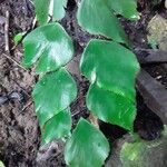 Adiantum peruvianum Лист