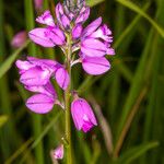 Polygala nicaeensis Цветок