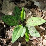 Hieracium maculatum Fuelha