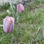 Fritillaria tubaeformis Õis