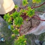 Euphorbia platyphyllos Leaf