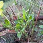 Oenothera drummondii Blatt