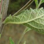 Inula conyza Mosusu