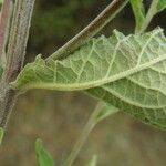 Inula conyza Sonstige