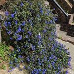 Glandora prostrata 形態