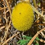 Cucumis dipsaceus Fruto