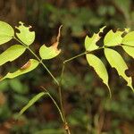 Afzelia bipindensis Folha