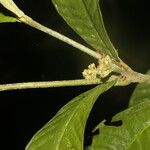 Psychotria psychotriifolia 葉