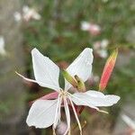 Oenothera lindheimeri Квітка
