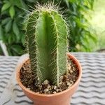 Isolatocereus dumortieri Hoja