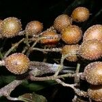 Casearia corymbosa Frukt
