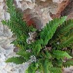 Asplenium marinum Leaf