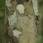 Virola michelii Corteza