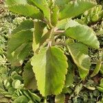 Kalanchoe densiflora Blatt