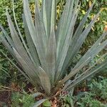 Agave sisalana 葉