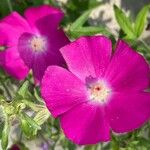 Callirhoe digitata Flower