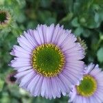 Erigeron glaucus花