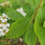 Spiraea hypericifolia Yaprak