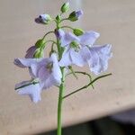 Cardamine pratensisBlomst