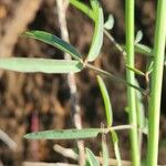 Crotalaria brevidens Hoja