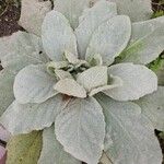 Verbascum boerhavii Feuille