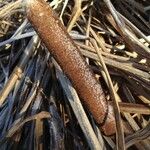 Typha latifolia 果實