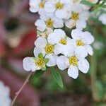 Spiraea hypericifolia Çiçek