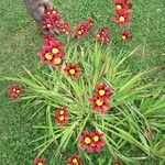 Sparaxis tricolorFlor