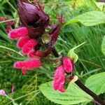 Salvia oxyphora Flor