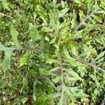 Cirsium muticum Feuille