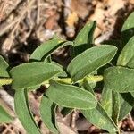 Pentanema spiraeifolium Leaf